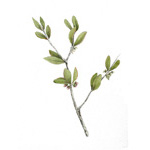 Simmondsia chinensis
